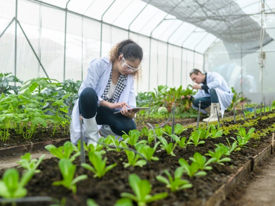Agricultural engineers working in a greenhouse