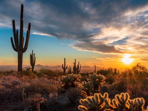 Arizona Desert Landscape at sunset