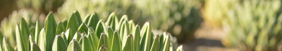 agave
