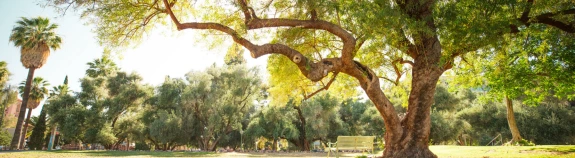 tree on lawn