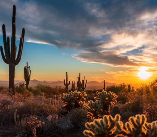 Arizona Desert Landscape at sunset