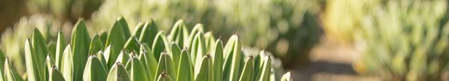 detail image of agave plants