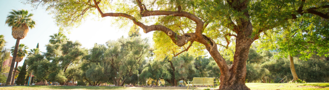 tree and bench on University of Arizona grounds